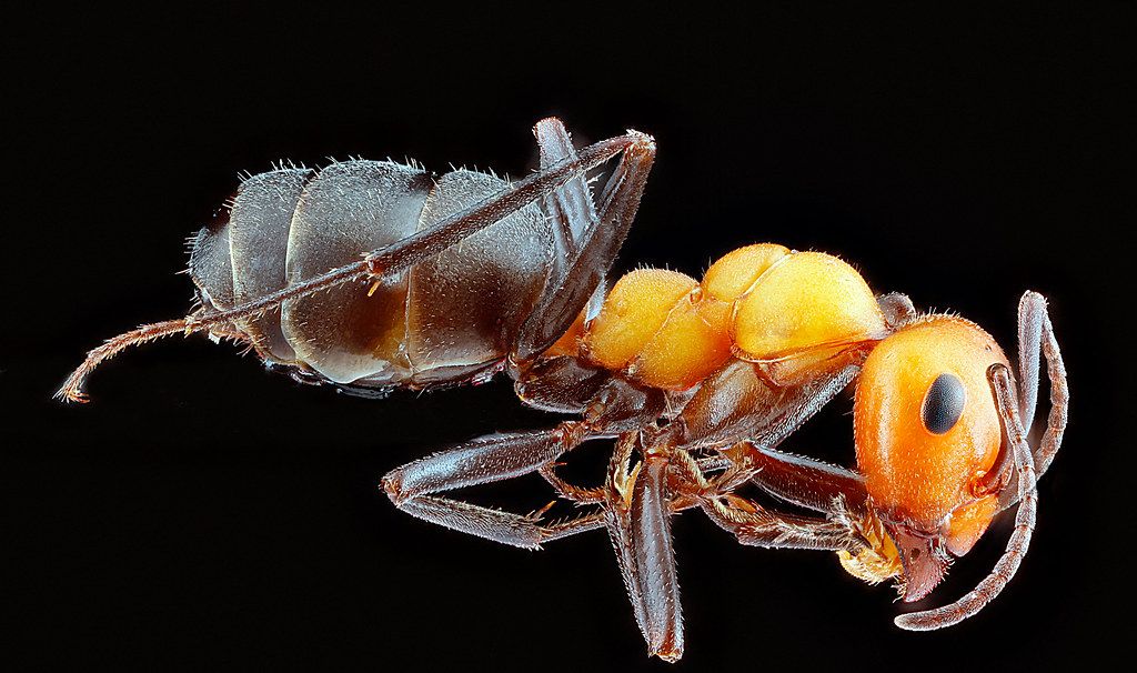 Ant Control service in Cedar Hill, TX