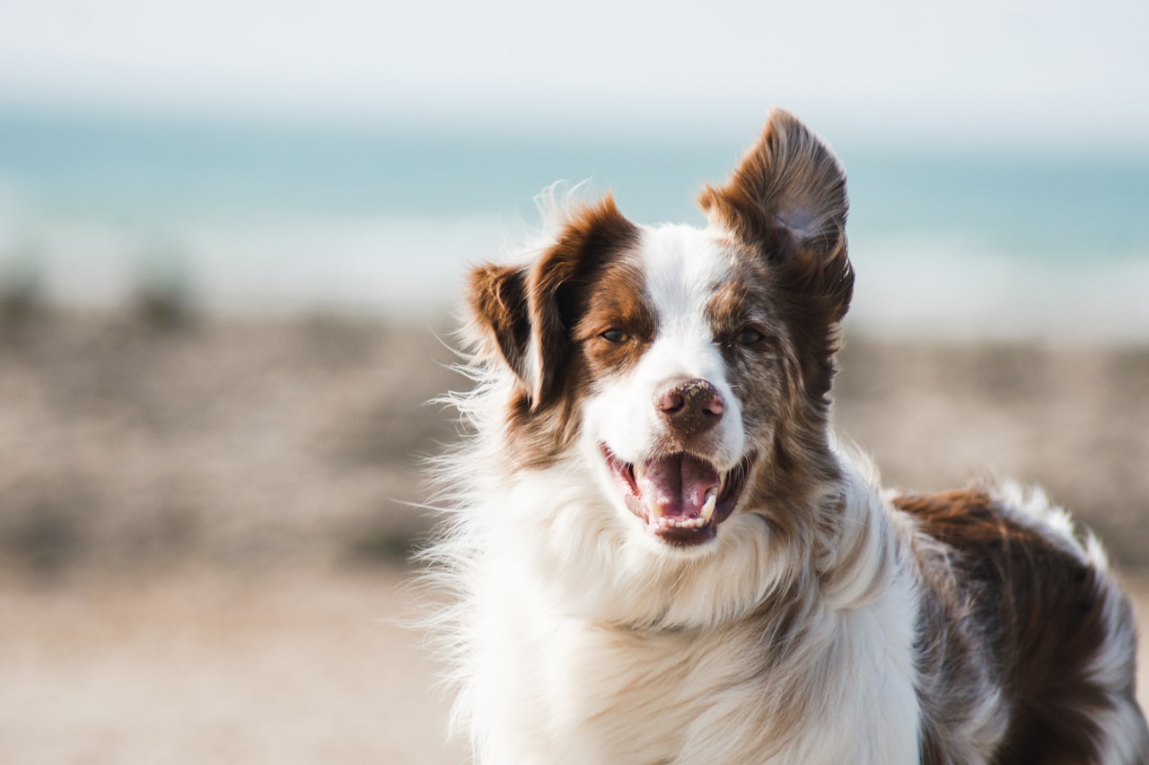 Flea & Tick Control service in Cedar Hill, TX