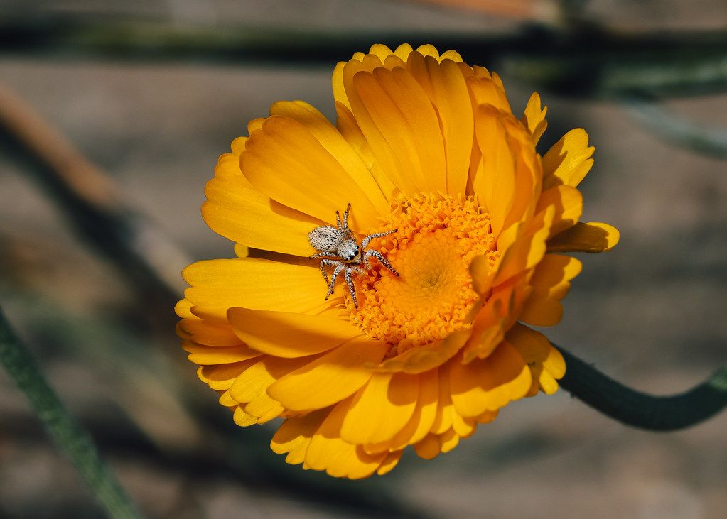 Spider Control service in Cedar Hill, TX